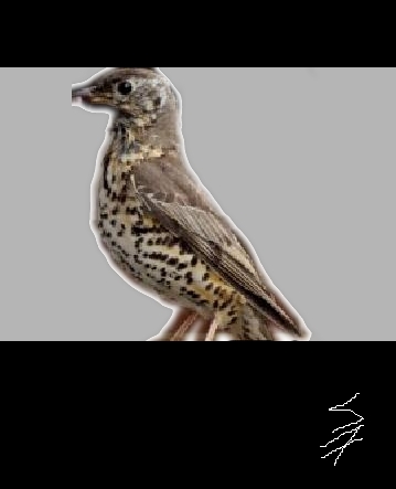 NOBODIES' Bird Brain - While birds have debunked the myth that they are 'bird brains'; this puts their smarts well and beyond the pale...