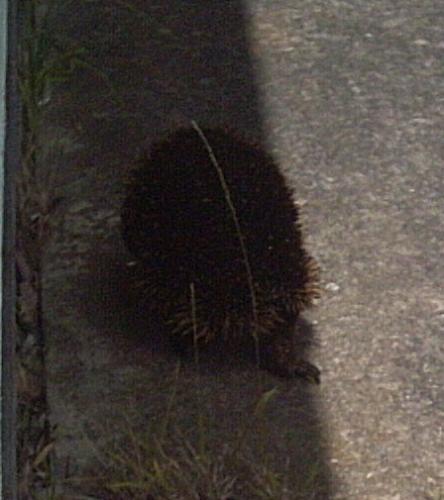 Echidna - A picture of the Echidna that was at my front door today!