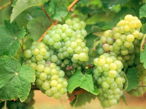 grapes - photo of grapes with leaves