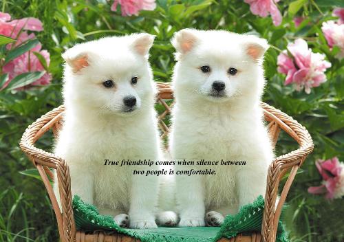 True Friendship - Frienship between two people