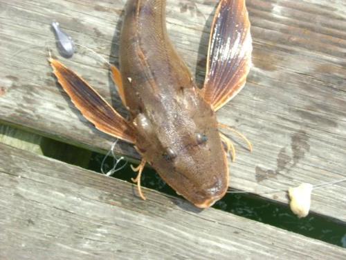 Weird Fish - this is one funny looking fish