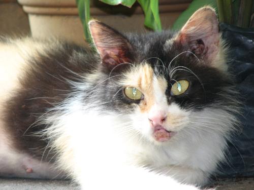 Our Pet around the House - Mifoo is her name. She's around 5-7 years old and has many kittens. =)