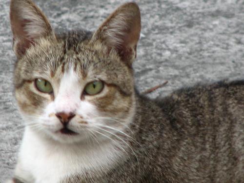 Another house cat of ours - His name is Fampoo. It sounds like shampoo but i didn't know how it came up like that, he adopts himself to us a year ago. ;-)