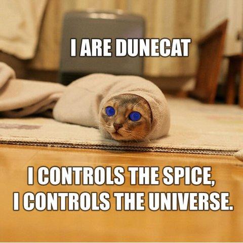 dune cat - A cat in... A sock? It must be a worm! It must be Dune cat! from the movie Dune!