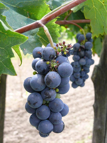 Blueberries - Blueberries are antiaging fruits. Its antioxidant shown to improve vision and brain function.Eating blueberries slows impairment in motor coordination and memory that accompany aging. Blueberries have much greater anti-cancer than other fruits