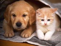 A dog and A cat - Friends..........................