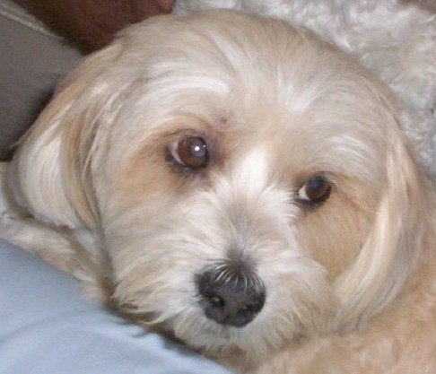 Sweet Penny - Penny was a Llasa Apso x Maltese, a faithful and loyal companion for almost 13 years. She will always be close and in my heart forever. 
