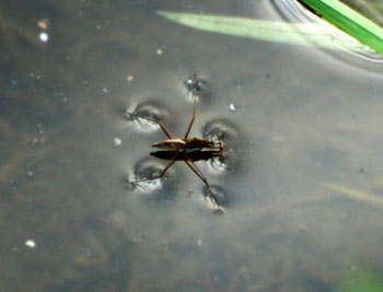spider - spider on the water