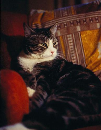 My Beloved Tommy - Image of Tommy who died very suddenly