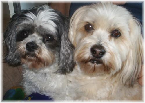 Poppy(left) Penny (right) - This is Poppy and Penny, my dogs. Penny is the cream one on the right; we nicknamed her Lady Di because of that particular look she would give us sometimes! She was a madam, that's for sure.