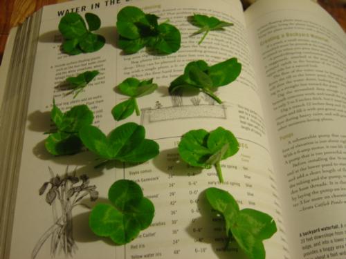 4-Leafed Clover - My Lucky Finds 
from My Yard