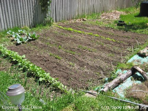 One of my garden beds - One is doing very well except for low spots. This was freshly weeded Sunday as well.