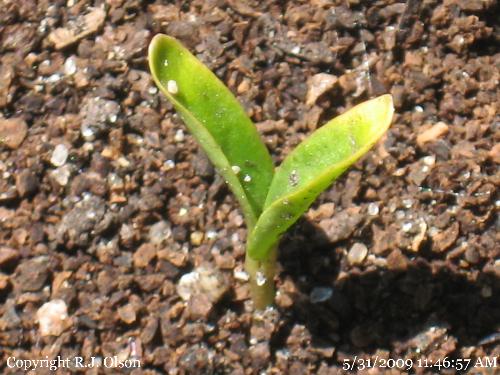 Pumpkin Seedling - One of the Atlantic Giant Pumpkin's I planted this year. Pumpkin Seedling - One of the Atlantic Giant Pumpkin's I planted this year.