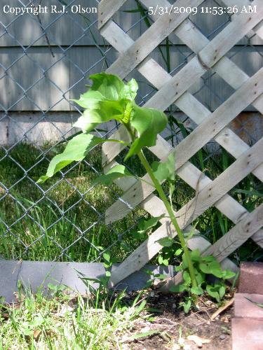 Sunflower - Only one grew.