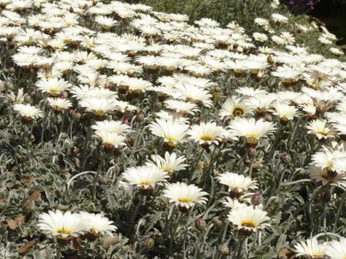 Daisies - I love daisies - and a field of them brings so much joy to my heart
