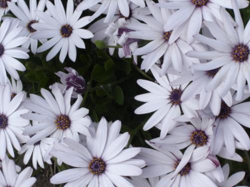 African Daisies - Possibly the prettiest flower there is - simple yet chic.