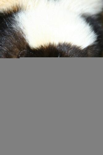 ewwww - skunkkkk