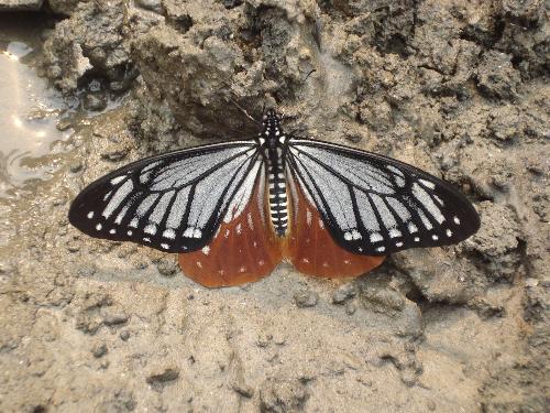 Photo of Mustang - bUTTERFLY ON THE WAY OF mUSTANG