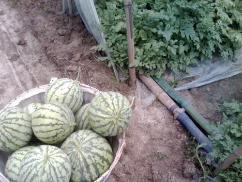 watermelon - I once bought watermelon from the farmer at his shed. And he let me taste it before buying. It's very interesting to buy fruit from the farmer directly instead of from a businessman.