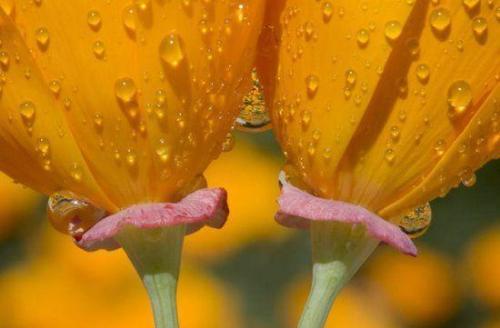 Together - Love of flowers