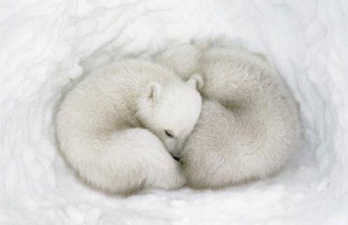 sleeping - Sweet photo of sleeping together