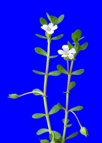 Brahmi - 'Brahmi' plant represented with few leaves and tiny flowers.