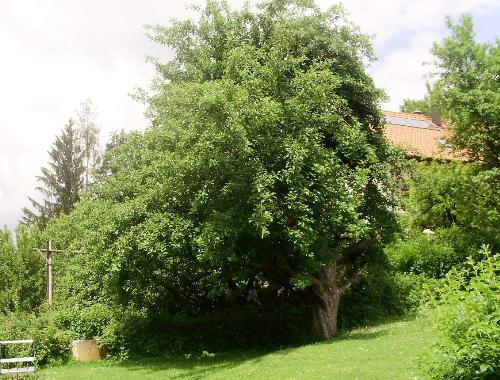 A huge Boskoop apple tree. - This tree is 71 years old and produces huge quantities of apples. It has an exceptionally heavy crop this year and I don&#039;t know what I can do with all the apples.