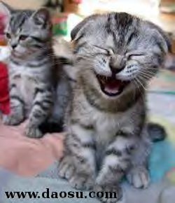 Kitten Laughing - This kitten really does look like its laughing with joy!