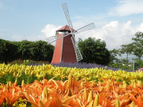 Beautiful flower view in taiwan - This is taken in a farm, very beautiful indeed