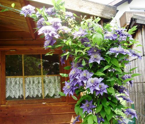 Four year old clematis. - This plant which I almost pulled out last year has produced dozens of beautiful large individual flowers. It is four years old but this show was well worth waiting for.