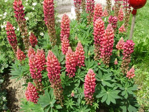 A pink lupin. - This is a single plant grown from seed about six years ago. It gets bigger and stronger each year and flowers over three months at least.