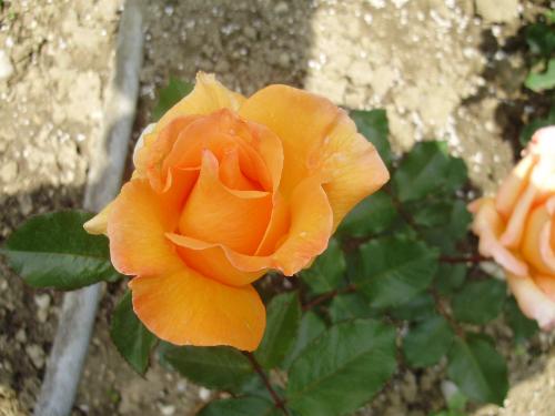 One of the nice 2009 roses. - This is one of the many lovely roses I have in my garden this year. It seems they are doing much better than in previous years. I do not know the name of this variety.