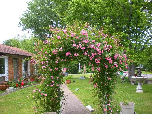 roses - This picture was taken in April of 2009. It is now June and the blossoms are much thicker and fuller now.