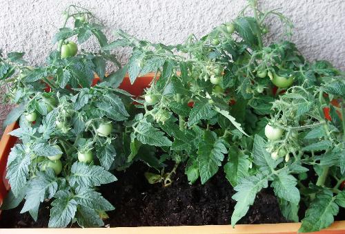 Balcony tomatoes. - This is a special variety that grows in the form of a small bush and produces lots of tasty fruits all summer long.