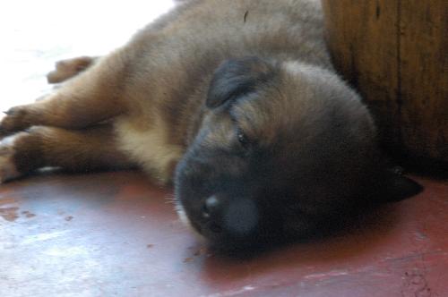 puppy sleeping - the puppy sleeping quitely