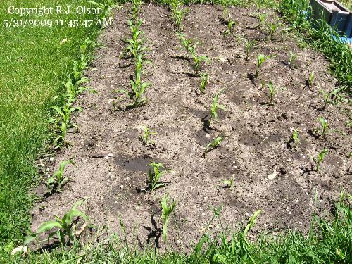 Golden Sweet COrn - About 50 stalks I planted this year.