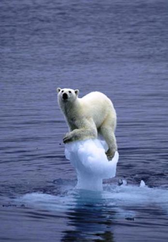 Almost Drown Polar Bear - The ice is melting in north pole and this poor polar bear is almost drowning due to the global warming.