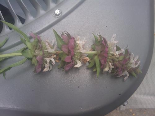 pretty flowers  - INteresting plant that I would like to know the name of