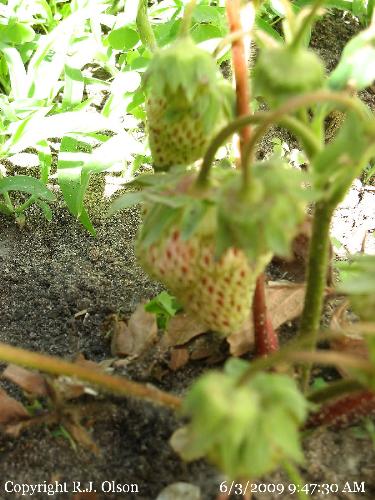 Getting Red - My strawberries are starting to redden now here in Minnesota.