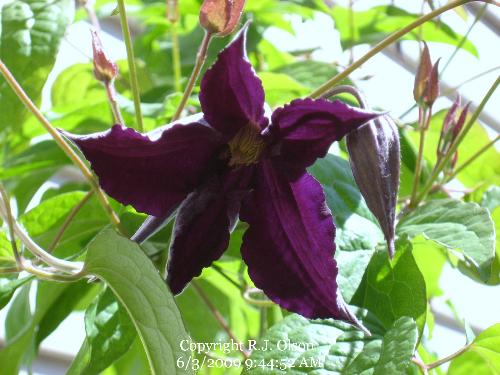 Purple Beauty - One flower finally opened on my Clematis here in Minnesota.
