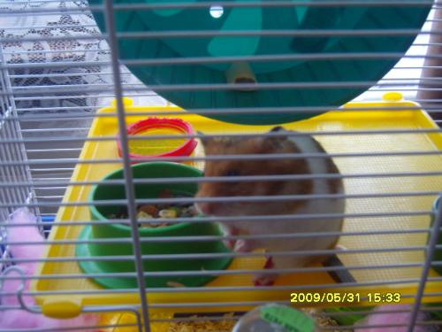 tea tree the hamster - tea tree the hamster, born 31/03/2009