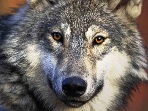 wolf - Wolves are so cute