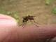 Mosquetoes - Mosquito (from the Portuguese meanning 'small fly') is a common flying insect in the family  Culicidae that is found around the world. ...