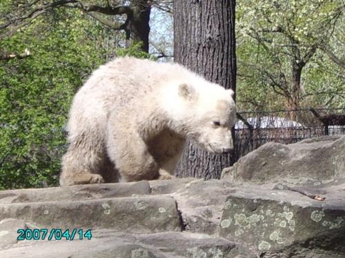 Knut, the Berlin ice bear - In the summer season 2007 he was Germany's shooting star on TV news and in Berlin zoo: Knut the ice bear baby, rejected by his mother and adopted by his caretaker Thomas Dörflein