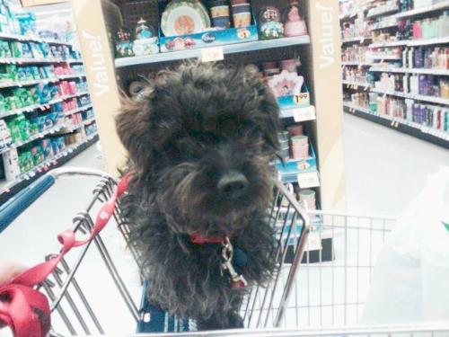 marley shopping - Marley in a shopping cart at a friendly neighborhood store.