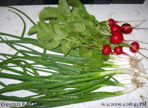 Radishes & Green onions - Freshly picked June 4th from my garden in Minnesota.