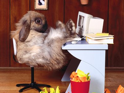 Surfing the Net - Surfing the net