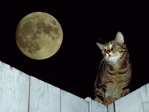 Kitty,a lonely cat(waiting for his bf) - The festival is walking near.Kitty,a lonely cat  stands in the night sky to wait for his bf. About one year past,no news or information heard from his bf. Is there anything happened to him? Kitty thought.maybe he won't want to meet me again for he has found another gf.   'Do you know I am missing you? 'Kitty muttered.