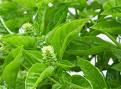 Basil - Basil is a very useful herb.Many diseases specially cough and cold can be cured by the juice of the leafs of this plant.