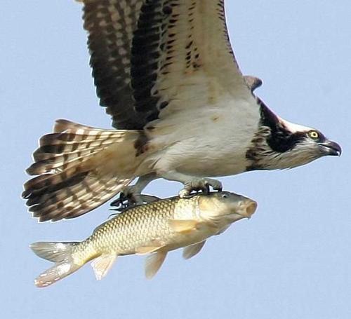 funny - It is a fuuny picture i downloaded from the internet, what do you think?